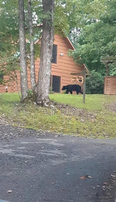 Lazy Bear Cabin เซอเวียร์วีล ภายนอก รูปภาพ